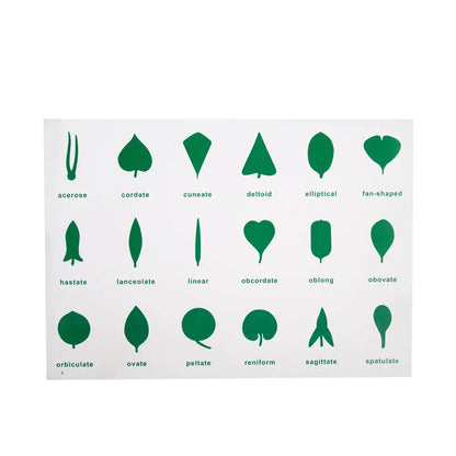 Botany Leaf cabinet 18 Inserts set kinderhuis